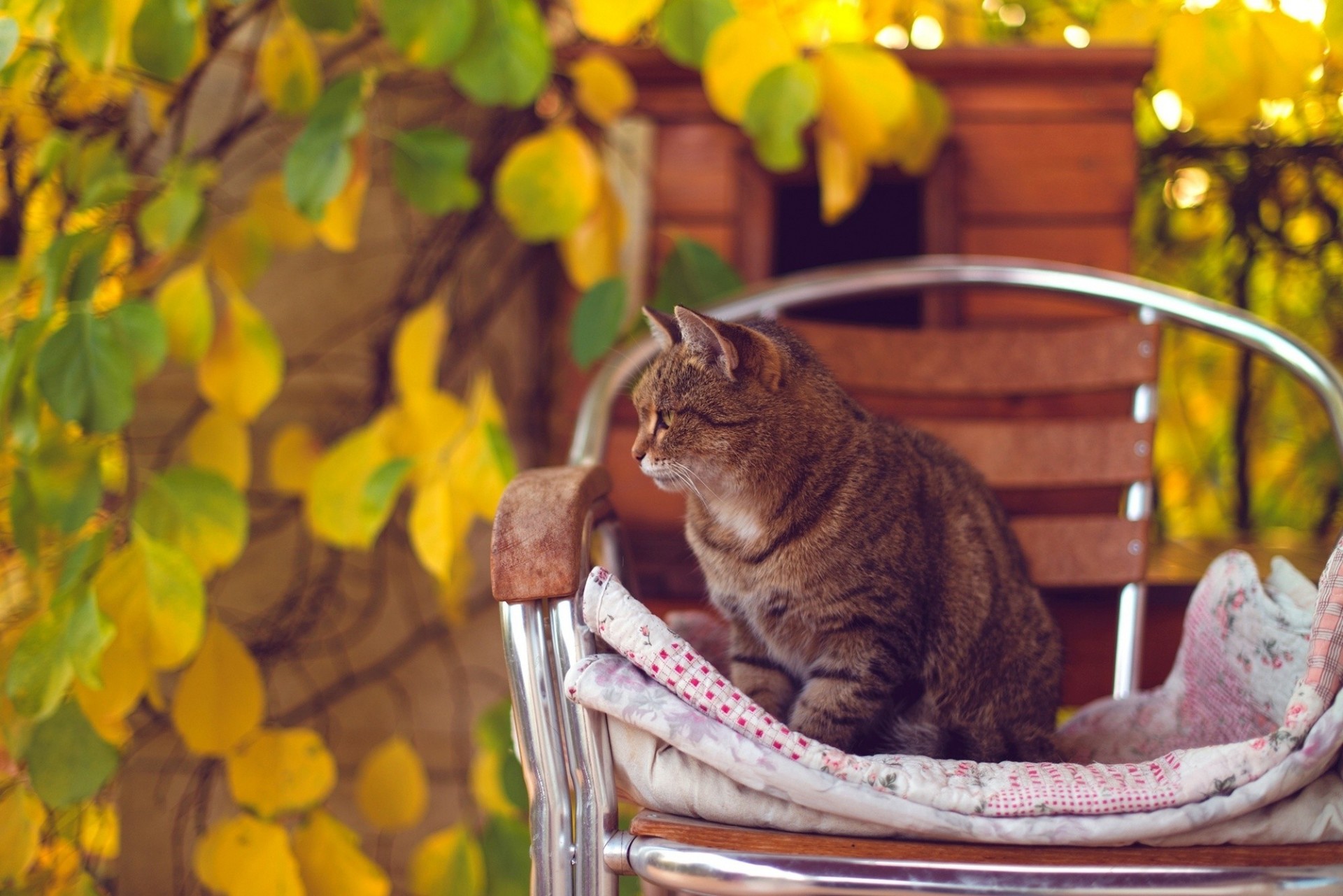 feuille automne chaise chat