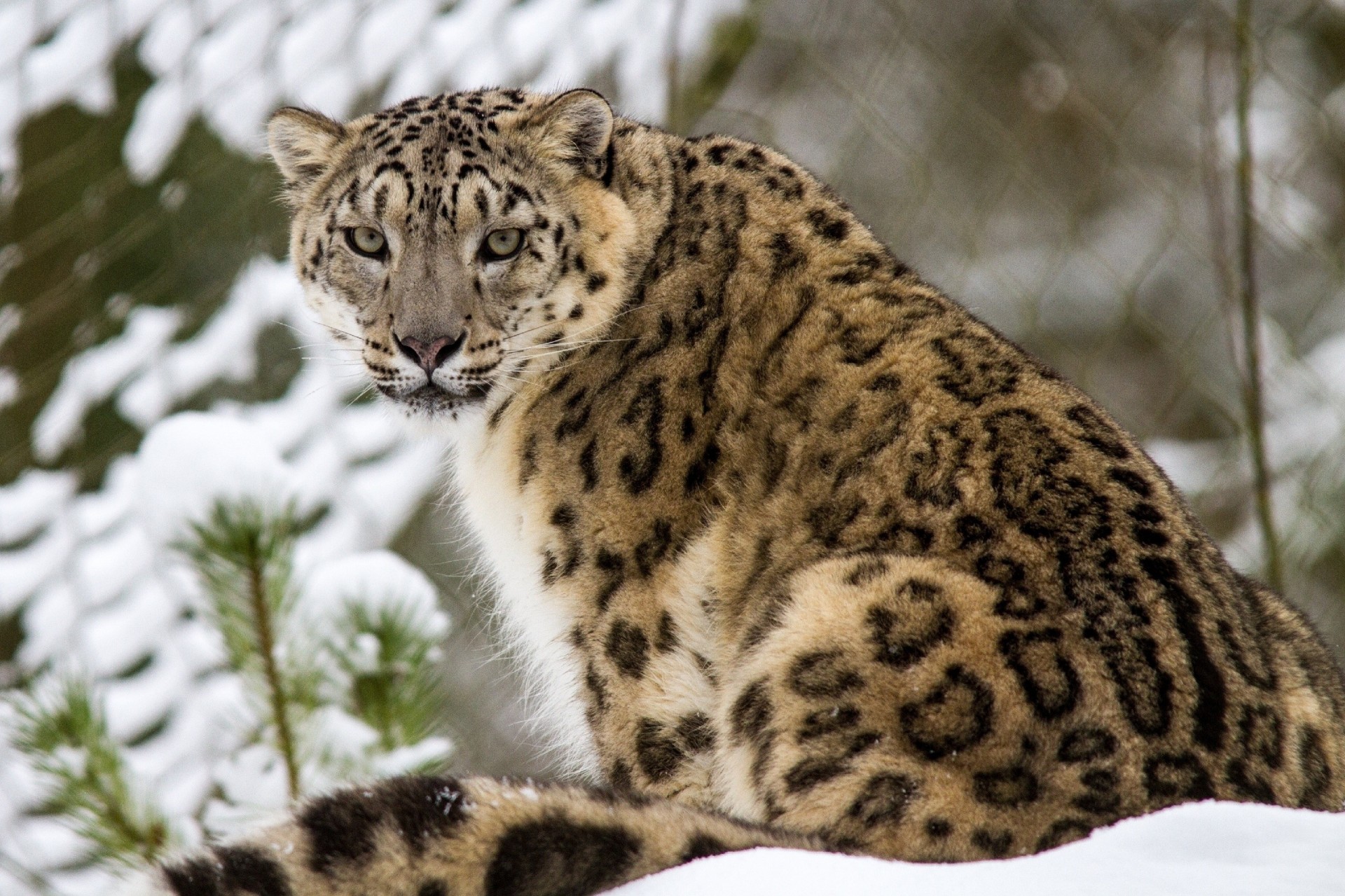 gato salvaje bestia leopardo