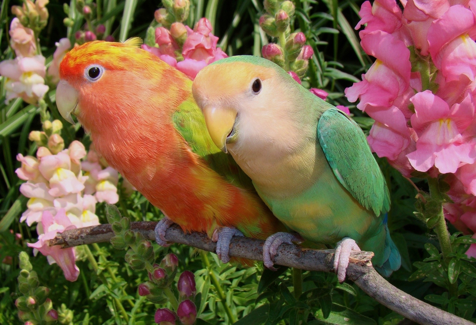 loros tortolitos flores pareja