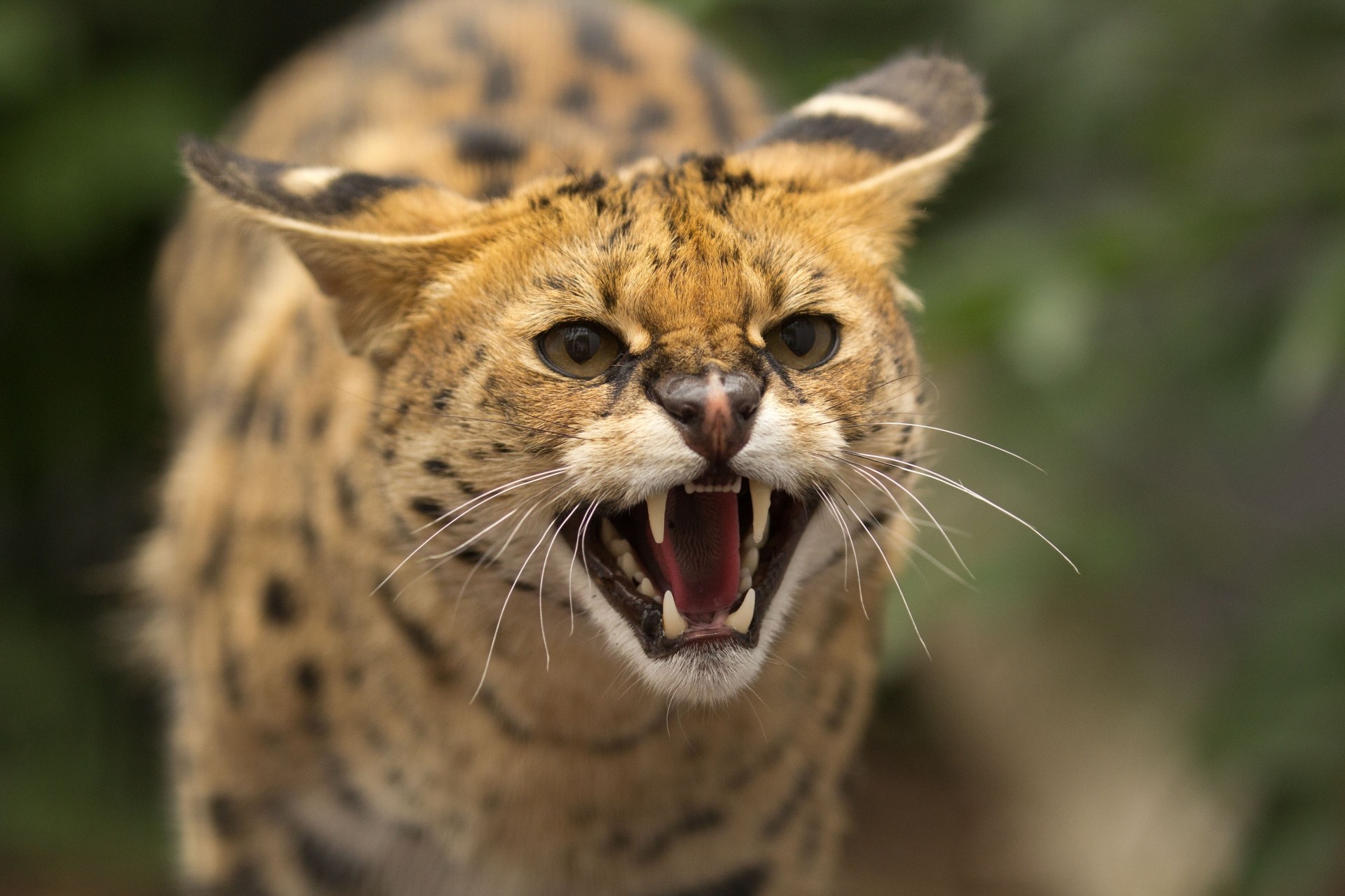 dientes rabia boca colmillos serval gato salvaje animales