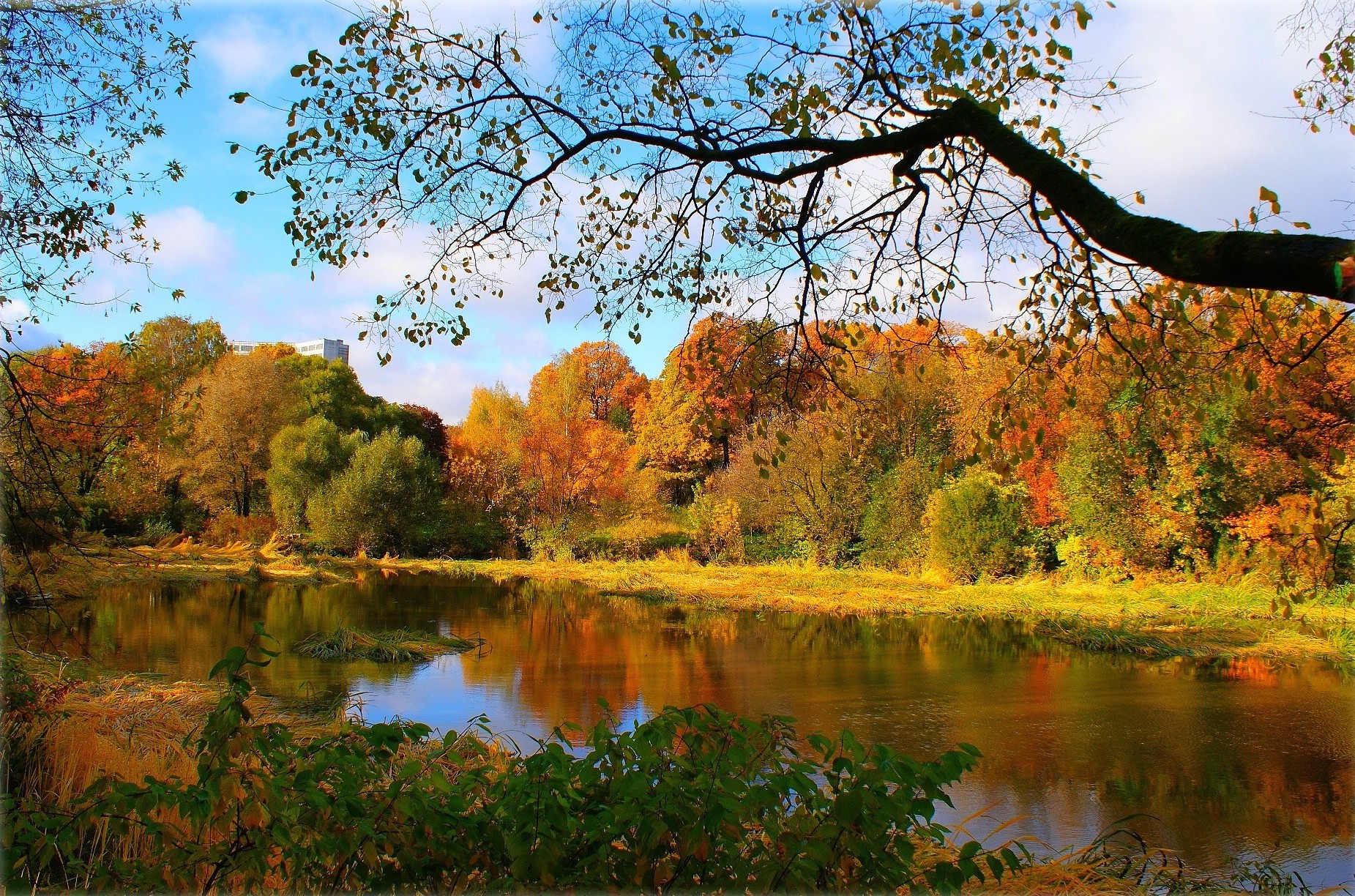 autumn forest river