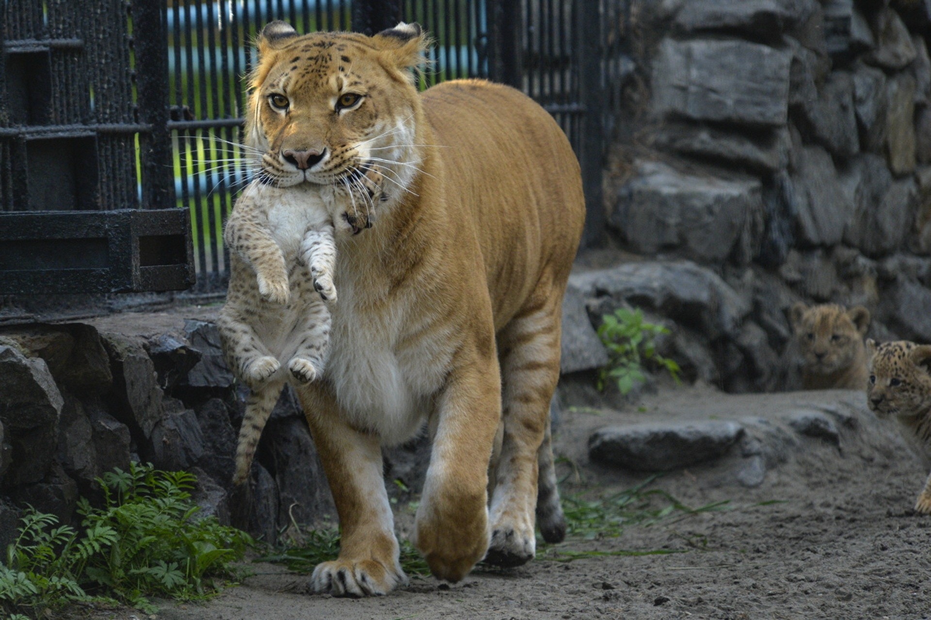 cub soin beauté mère