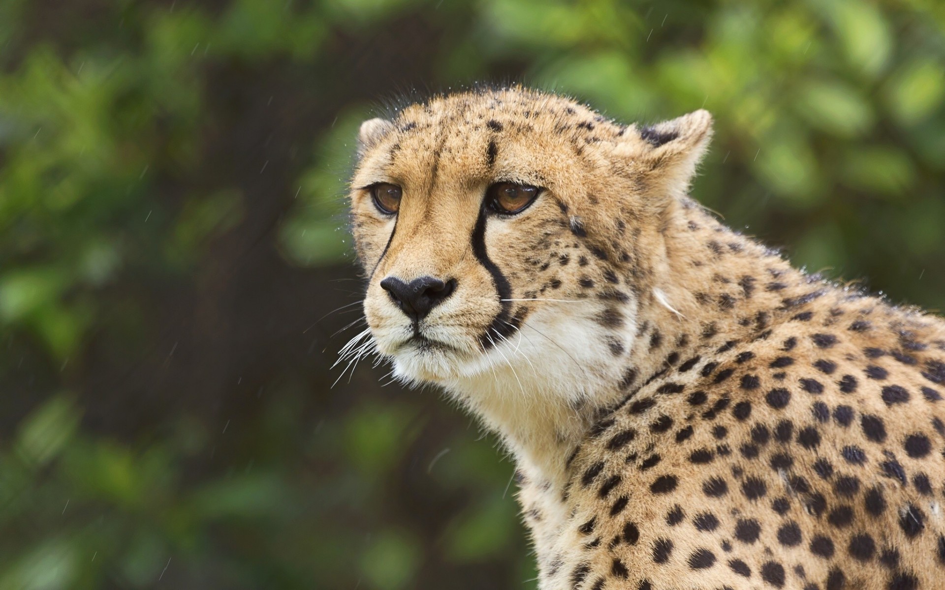 wildkatze gepard ansicht porträt