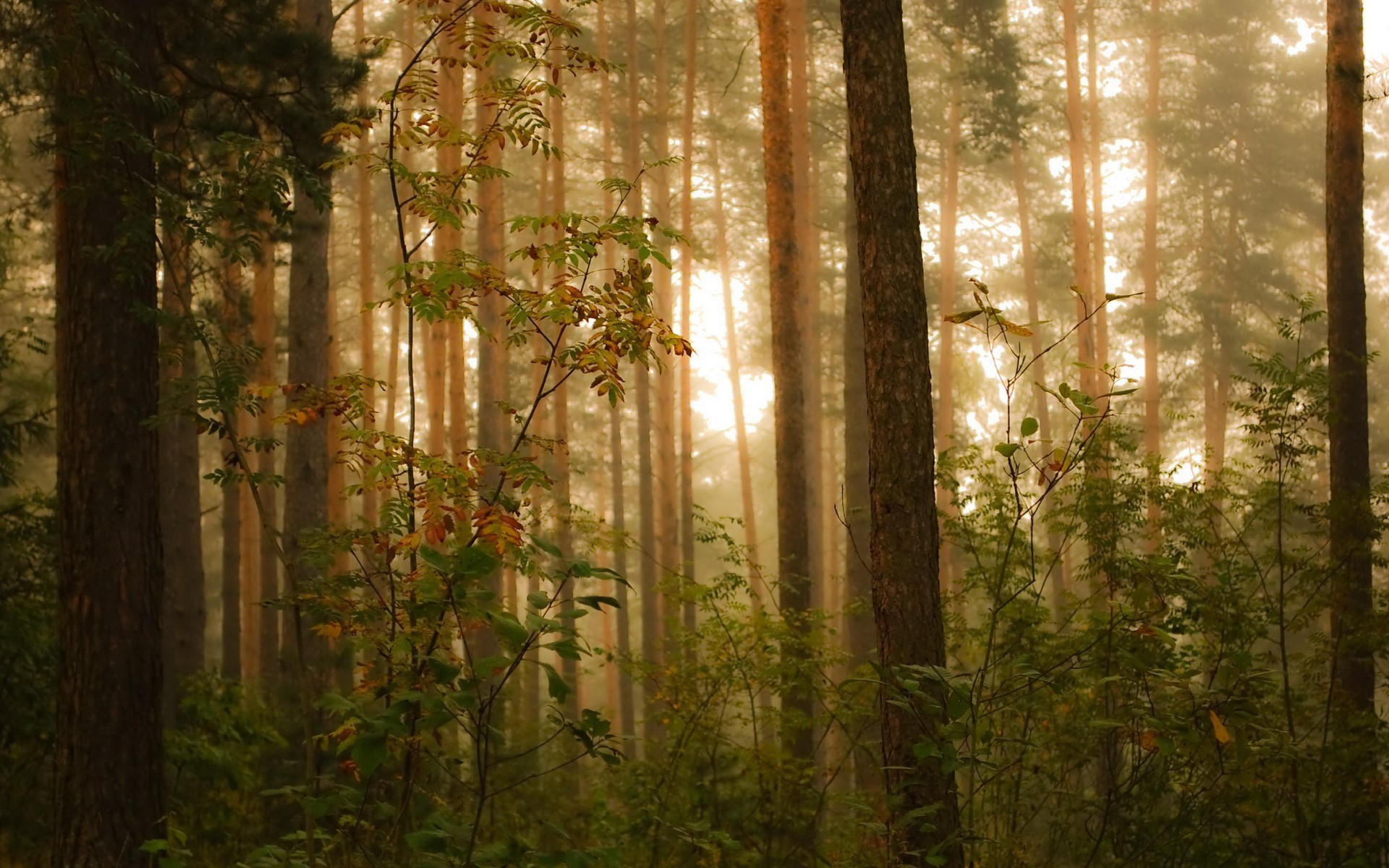 forêt arbres plantes