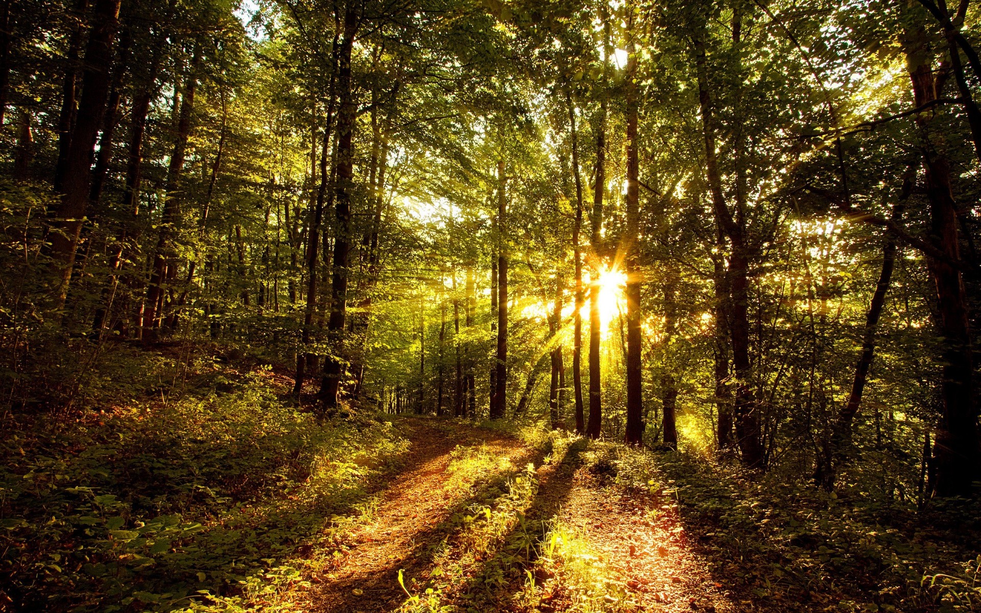 wald bäume licht sonne