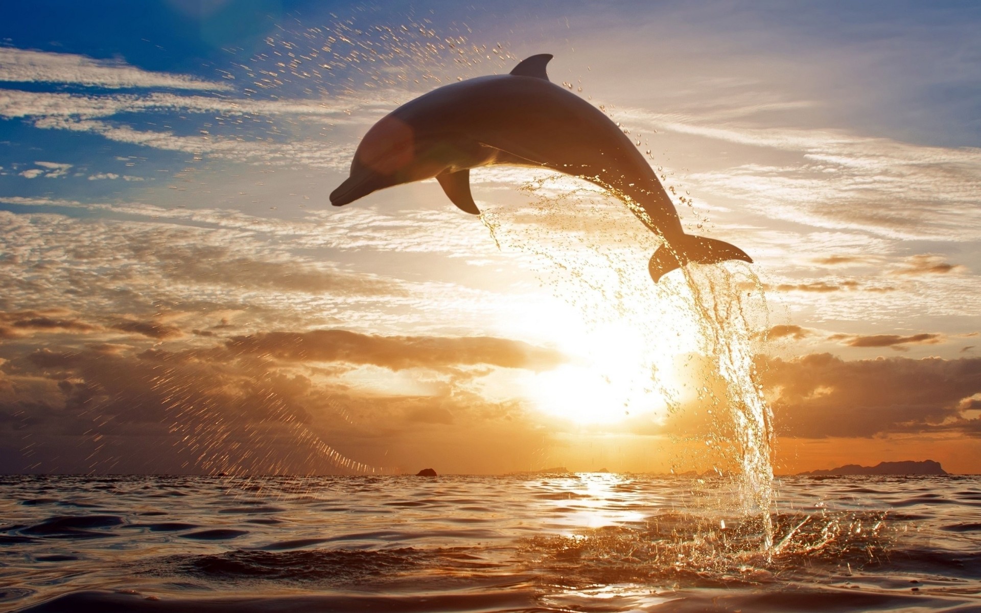 mare salto delfino tramonto