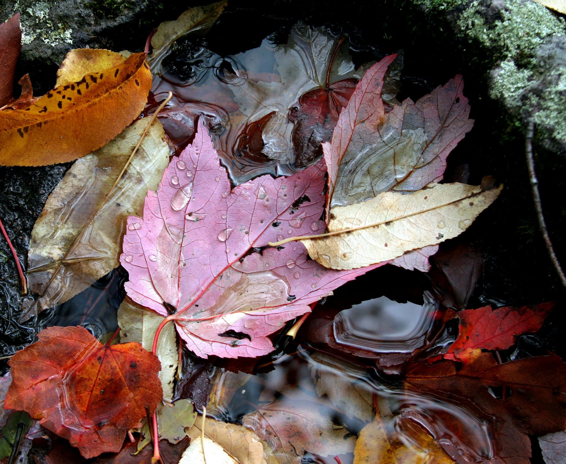 herbst blätter wasser