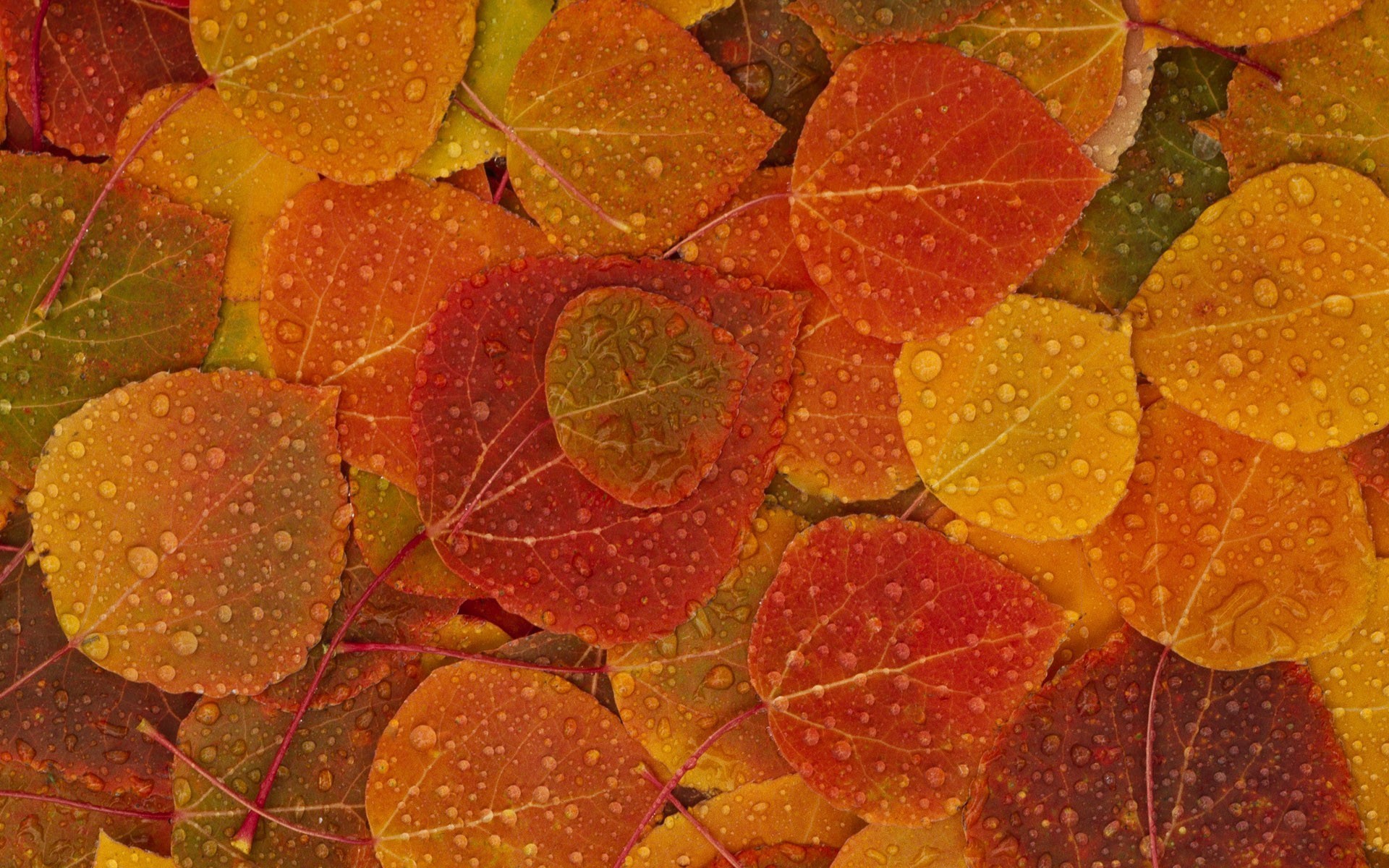 feuilles automne gouttes