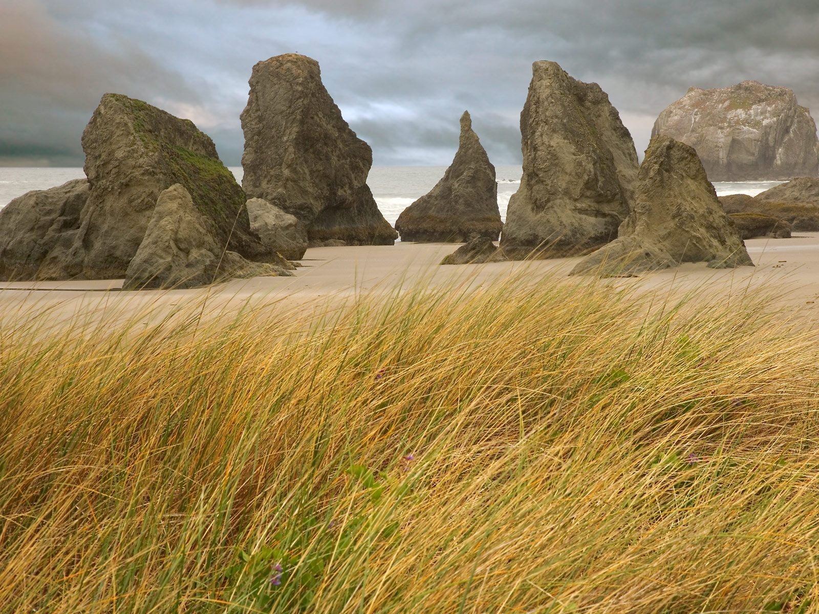 gras felsen ufer