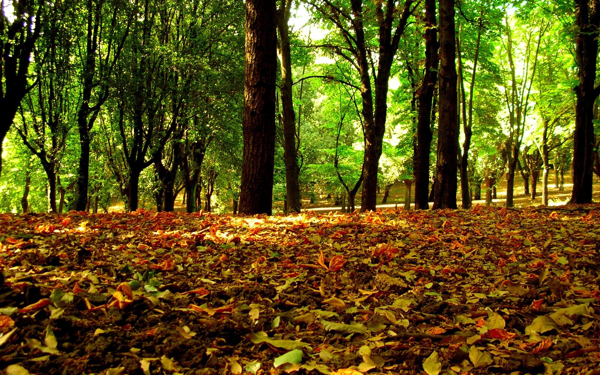 automne feuilles arbres forêt