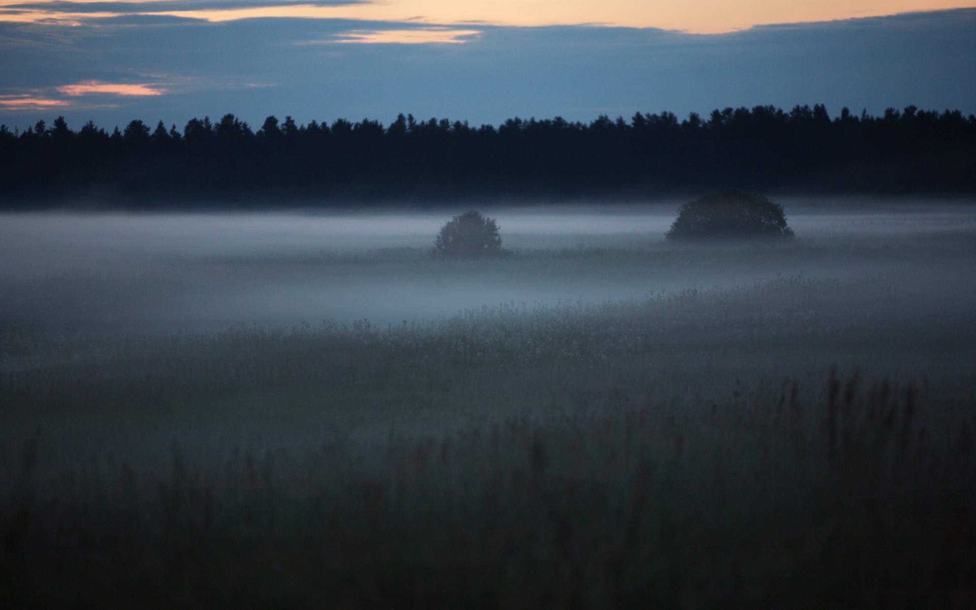 nebbia foresta radura