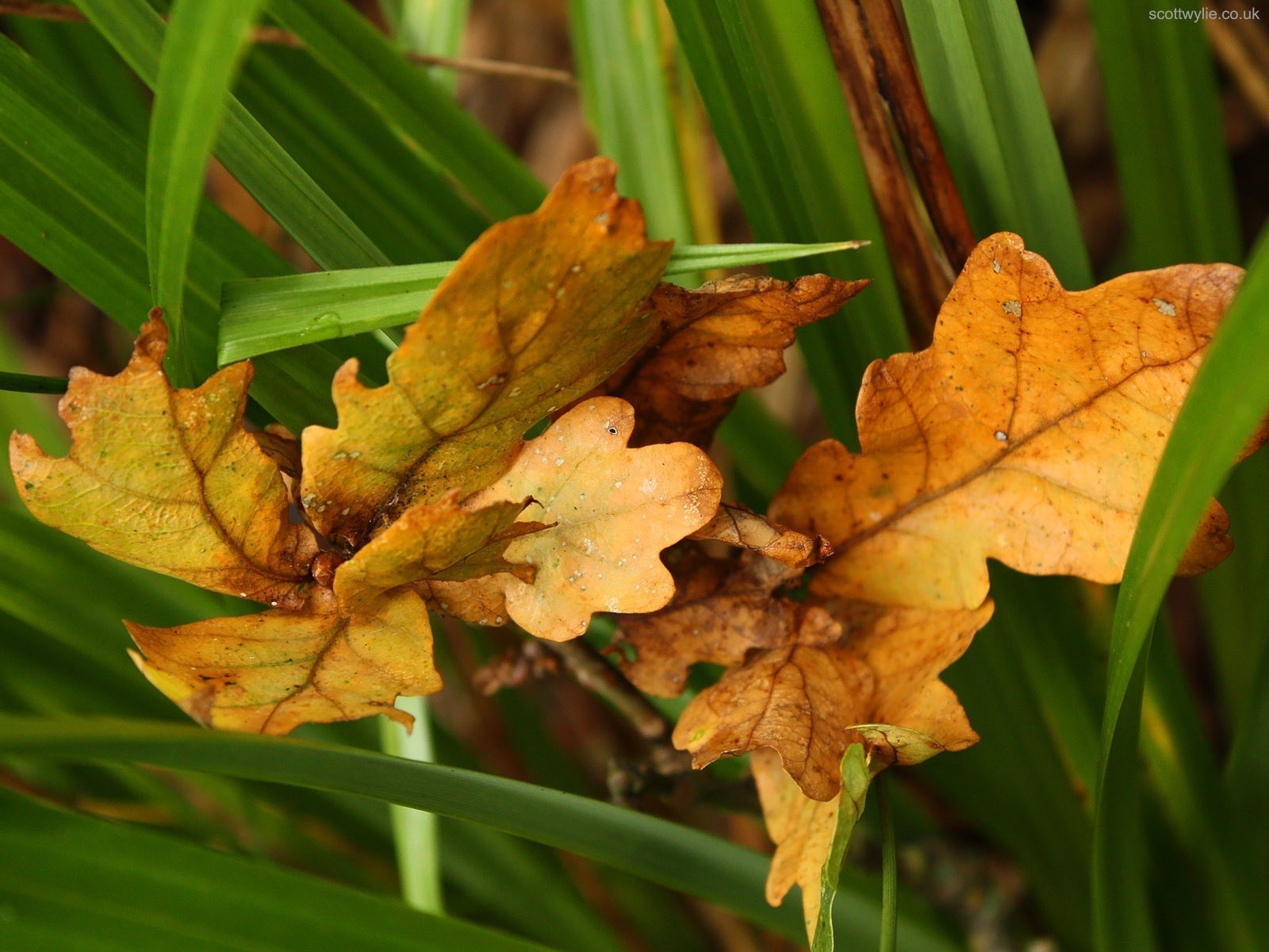 blätter herbst grün