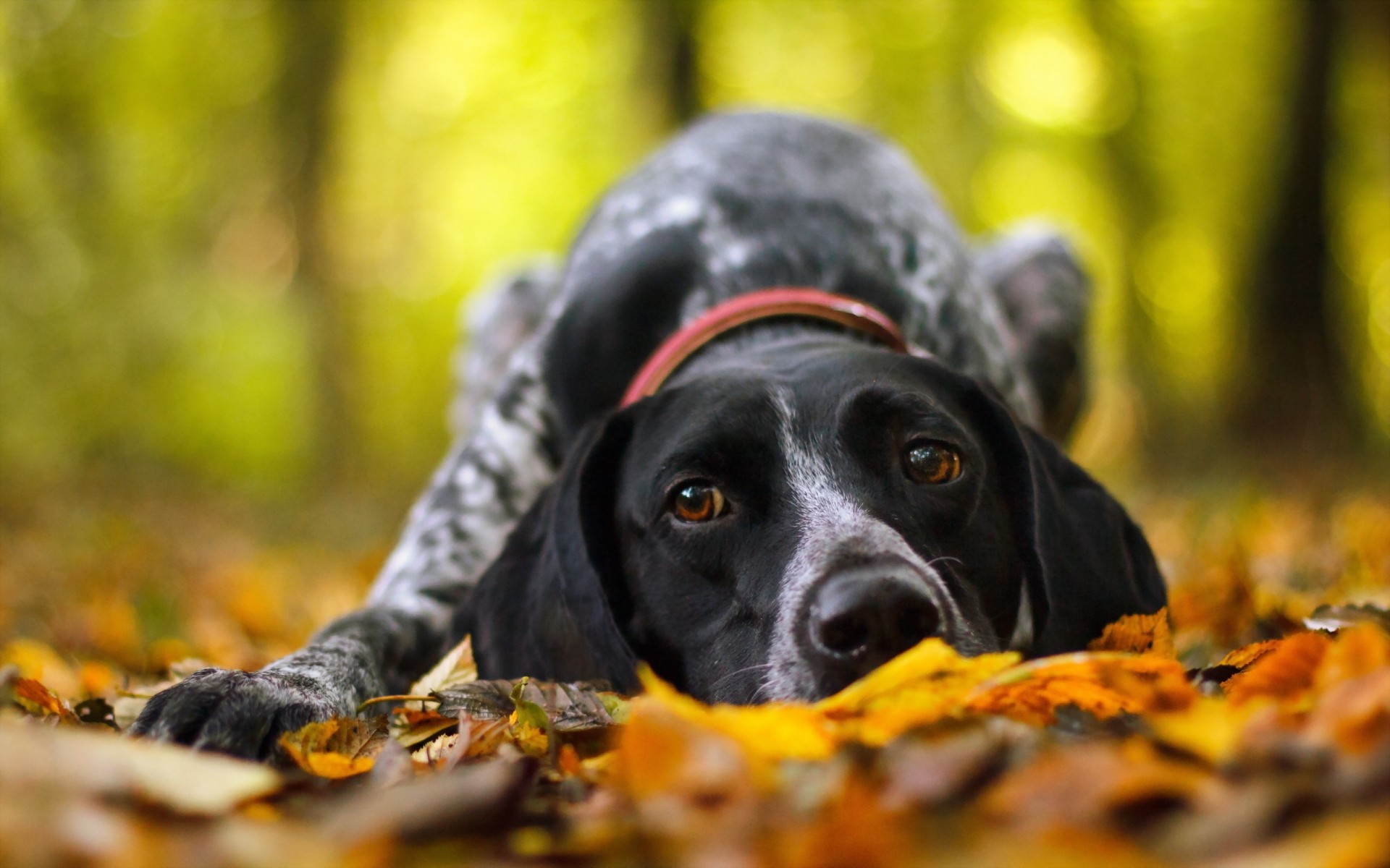 autunno cane amico