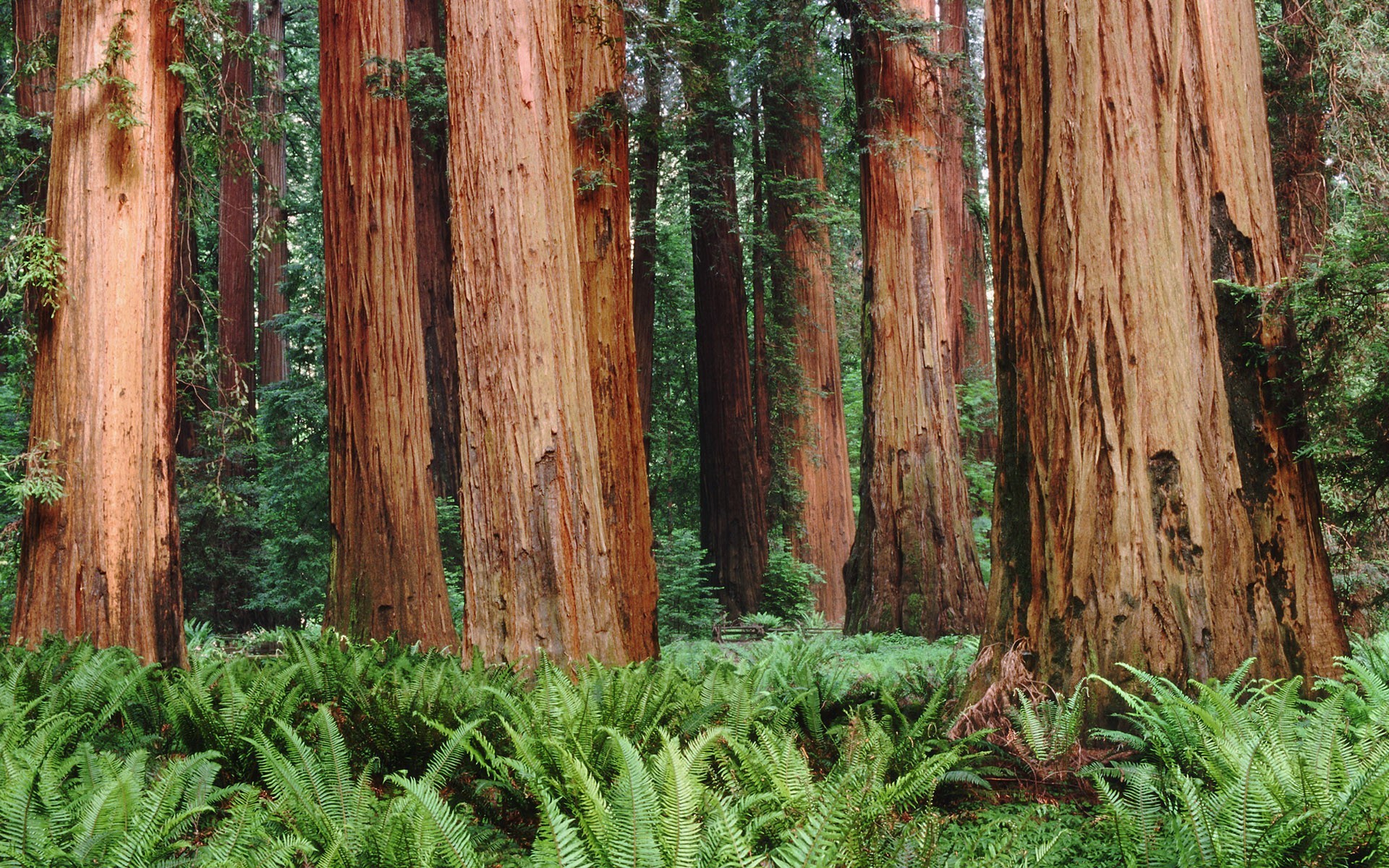 árboles bosque helechos