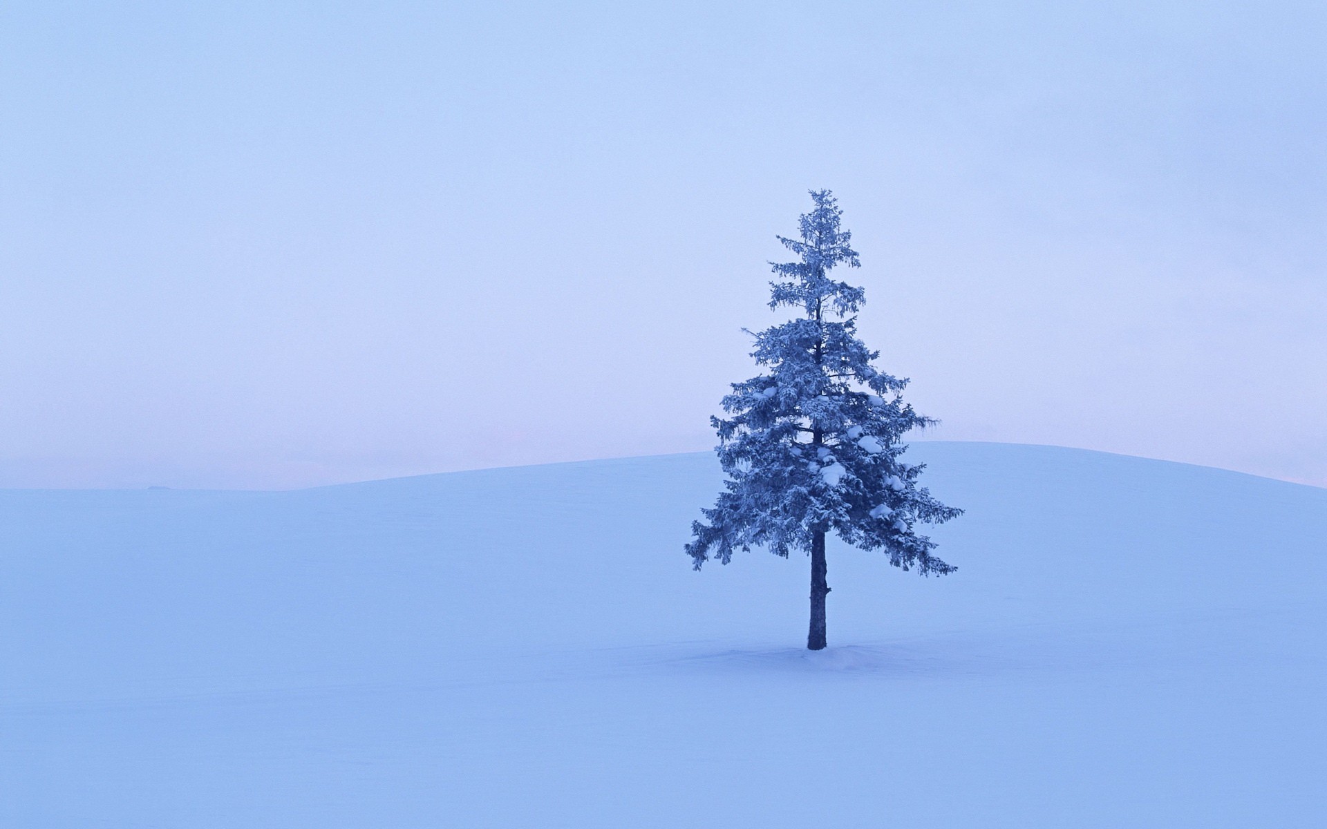 baum schnee winter