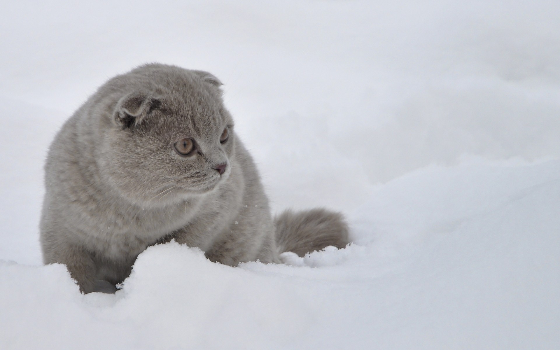 снег зима кот