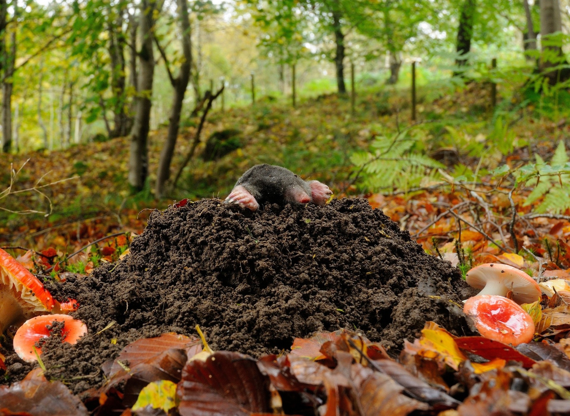 foglia cuccioli di leone tana funghi foresta