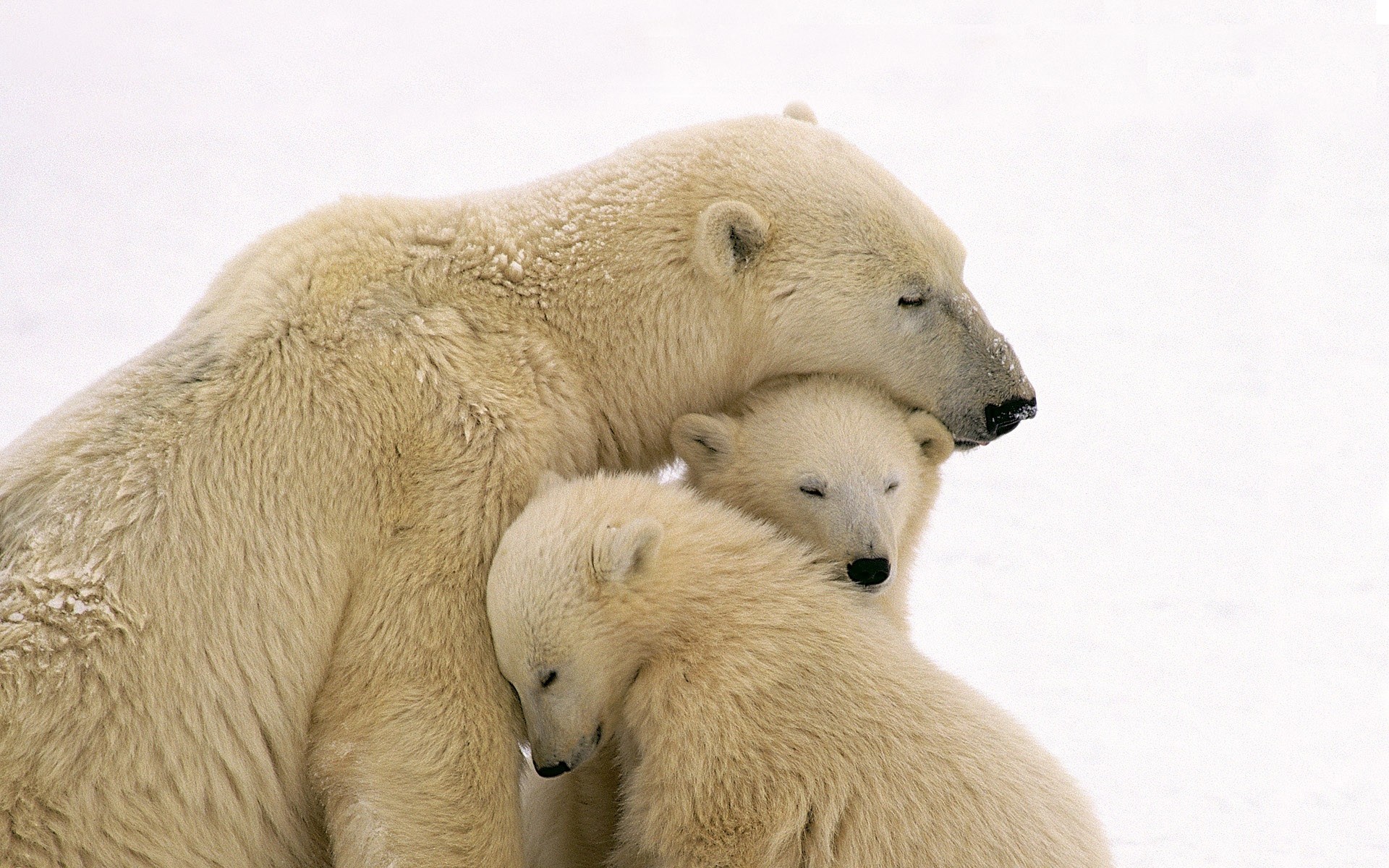 nord ours polaire tendresse enfants parents hiver