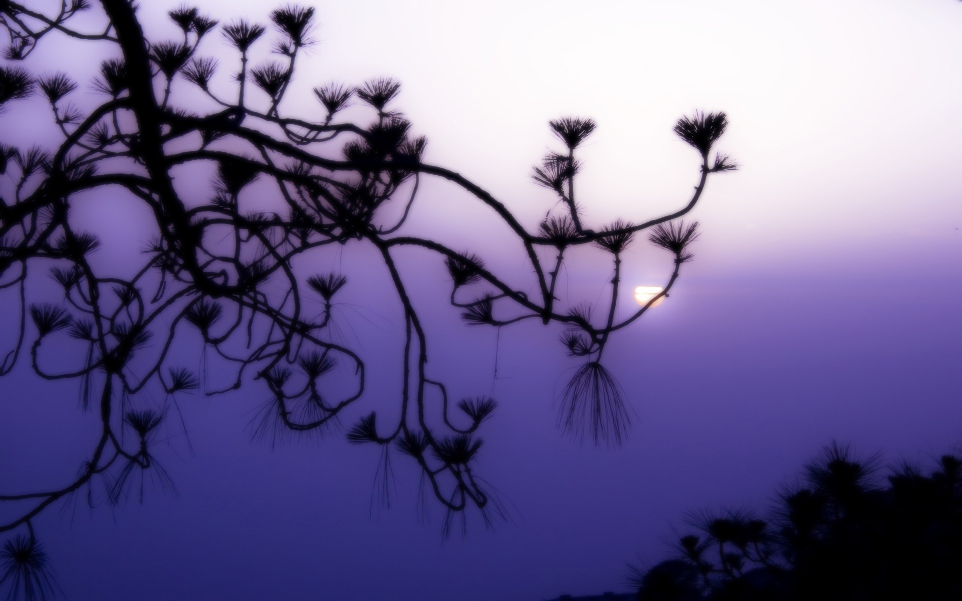 branch purple fog sun