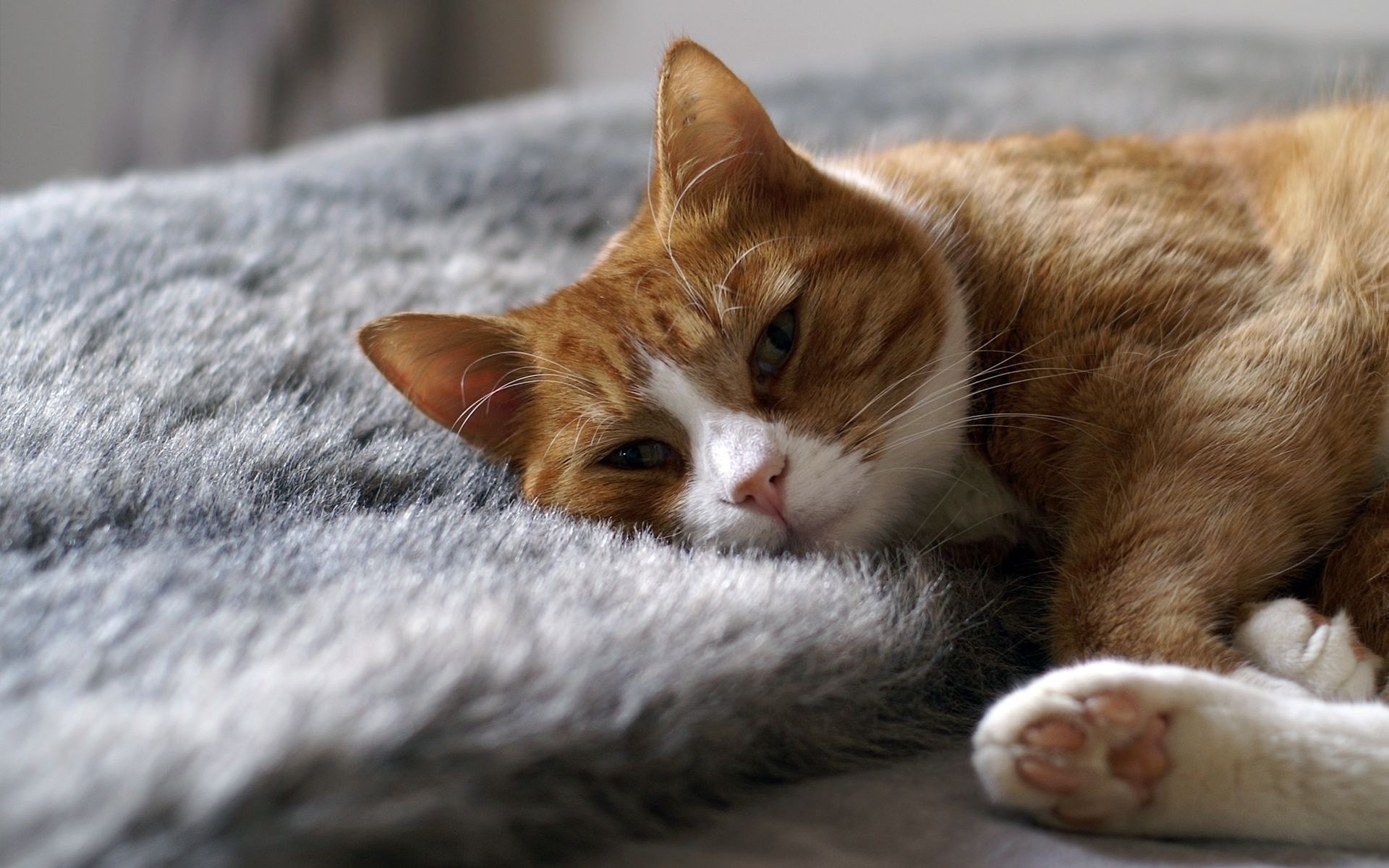 liegt katze weich rot weiß