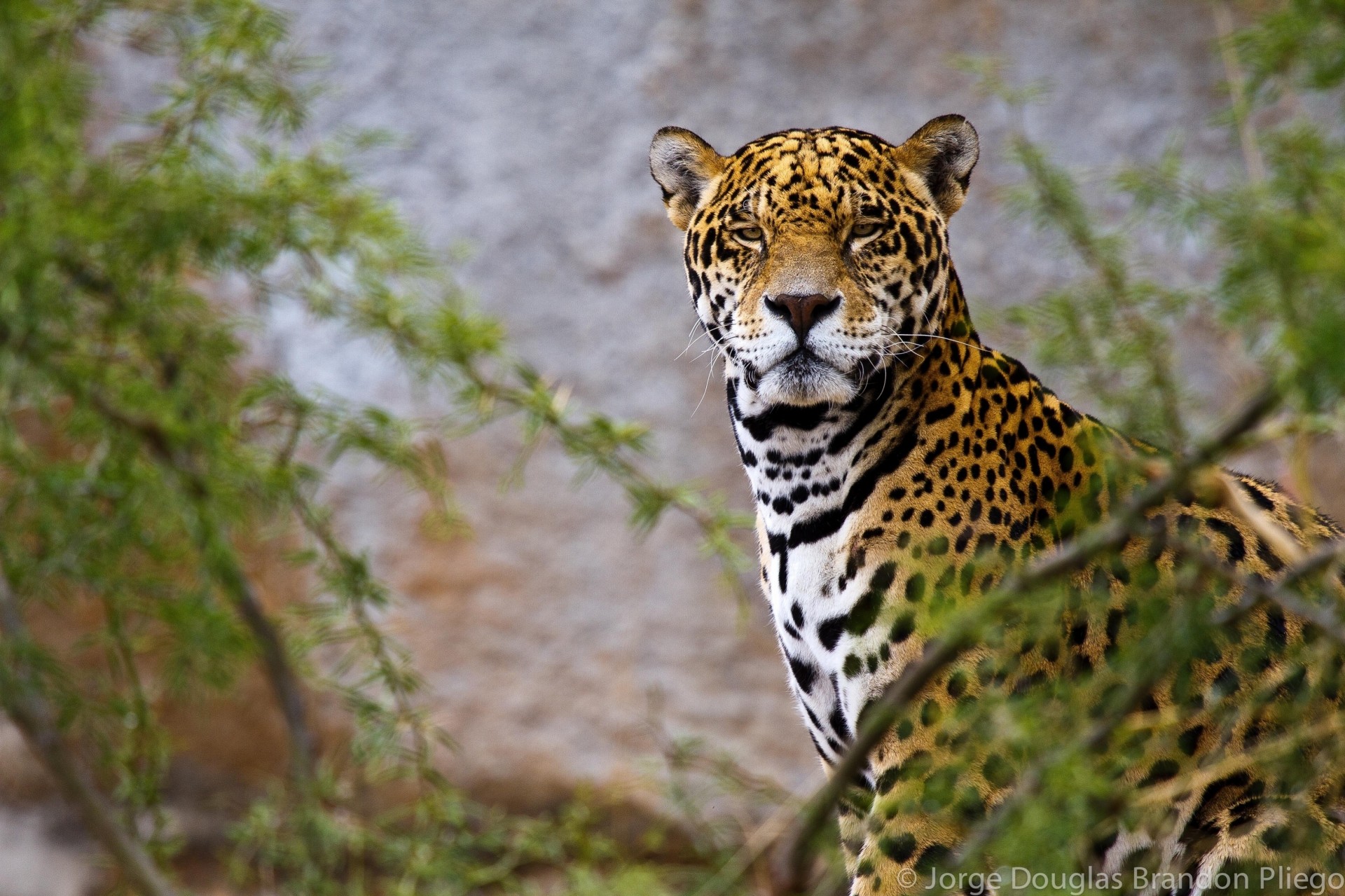 дикая кошка jaguar хищник