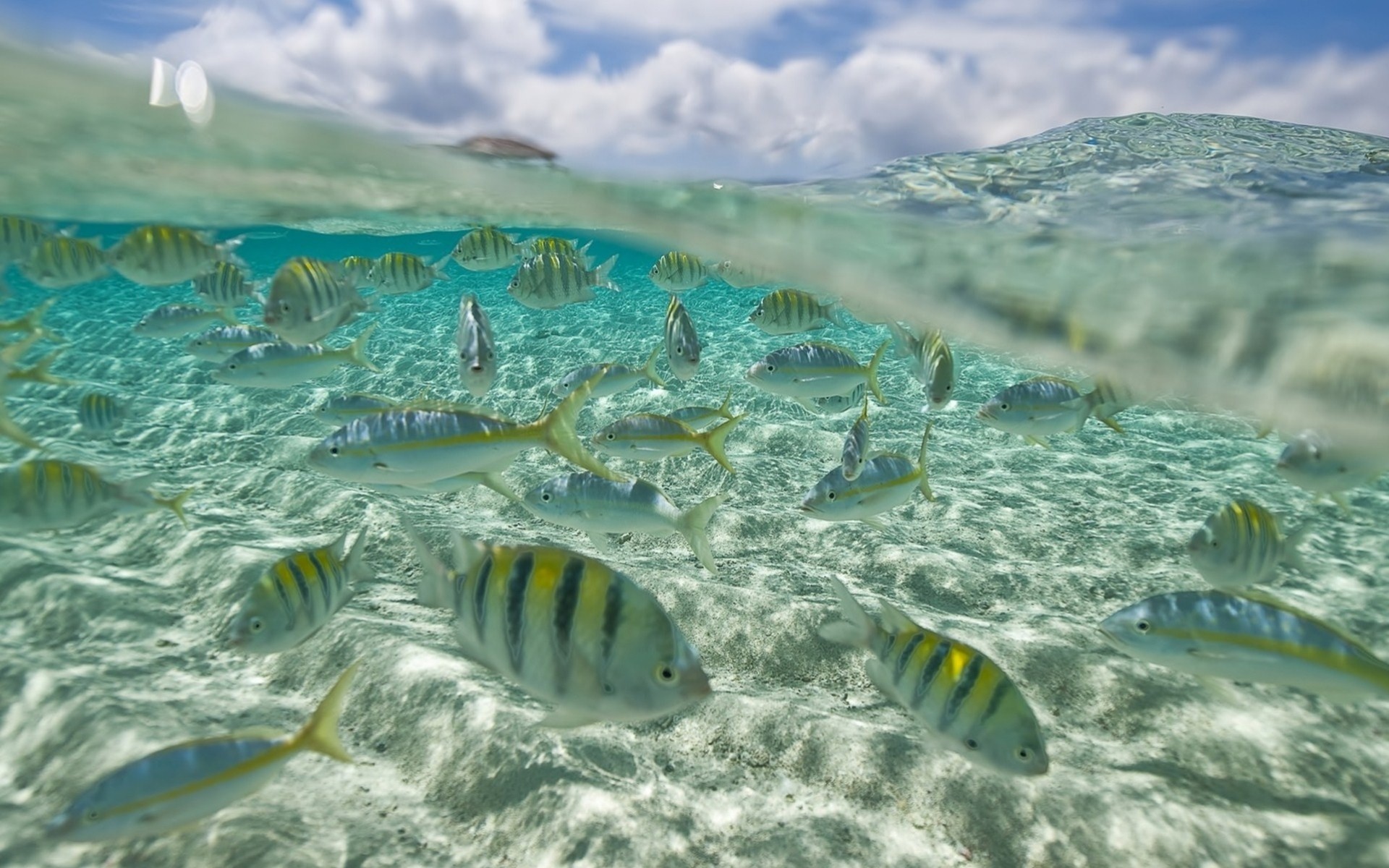 article fish under water ocean sea