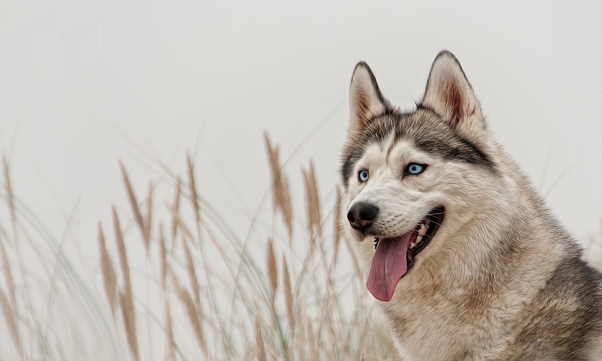 blue eyes dog husky siberian husky view