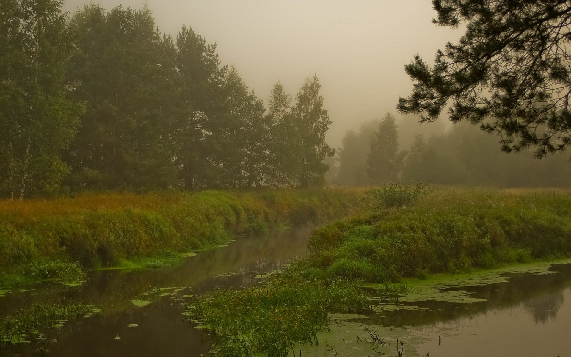 wald nebel sumpf