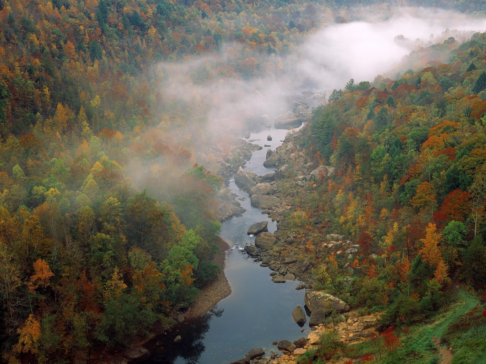 bosque árboles río niebla nubes