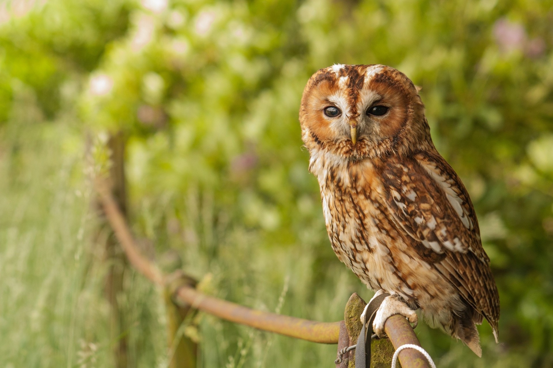 vögel grau dunkel eule