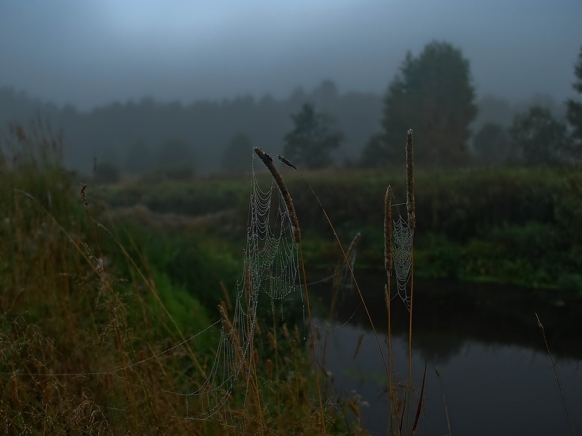 toile d araignée rivière matin gouttes