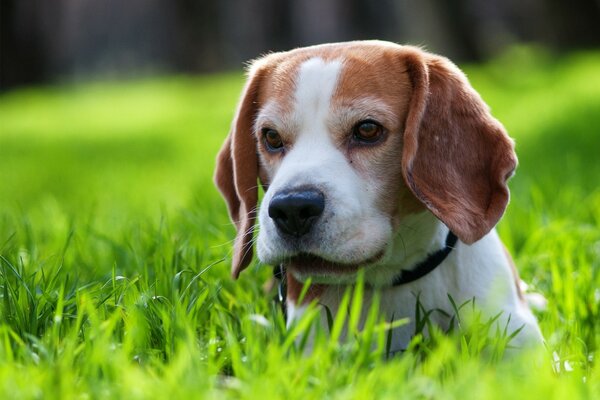 Cachorro en un paseo yace en la hierba