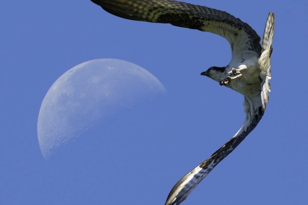 Vista dal basso di un falco fluttuante nel cielo