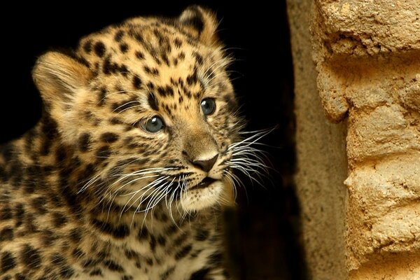 Leopardo baffuto nascosto dietro un muro