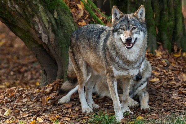 Hermosos lobos en el bosque de otoño