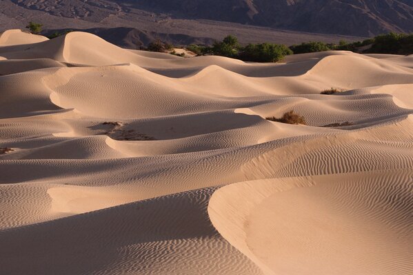 White dunes in the desert against the background of an oasis