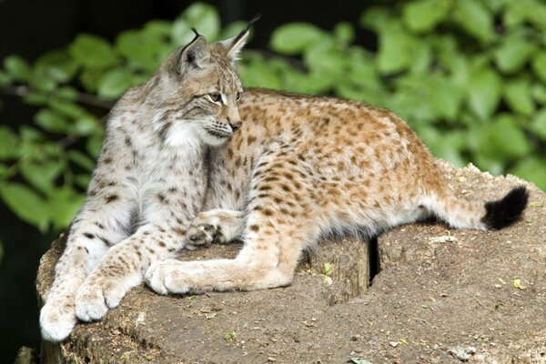 Un lince descansa sobre una piedra después de la caza