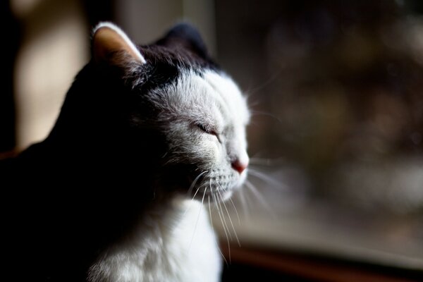 Schwarze und weiße Katze an der Seite im Schatten