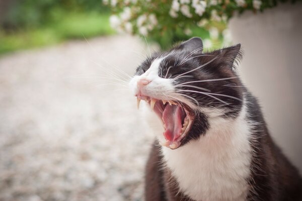 Il gatto bianco e nero sbadiglia in modo divertente