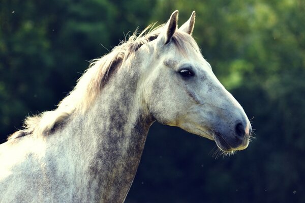 Profile photo of a horse