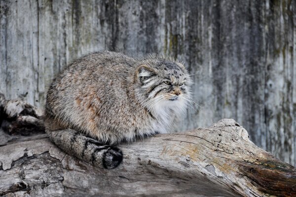 Wilde Katze manul bereitet sich auf die Jagd vor