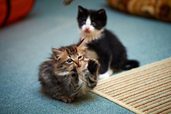 Dos pequeños gatitos jugando