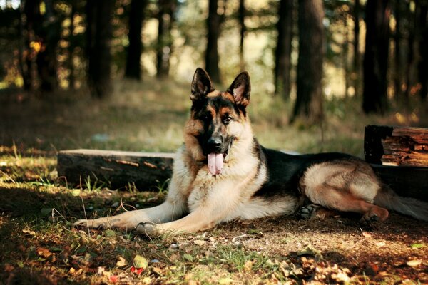 Schäferhund auf Herbst Wald Hintergrund