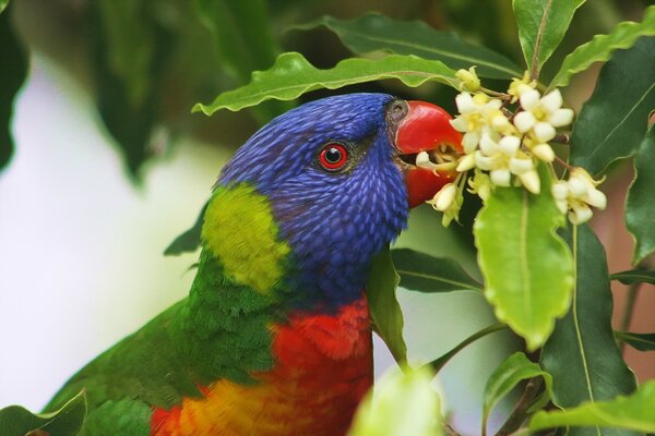 Perroquet aux yeux rouges mange des fleurs