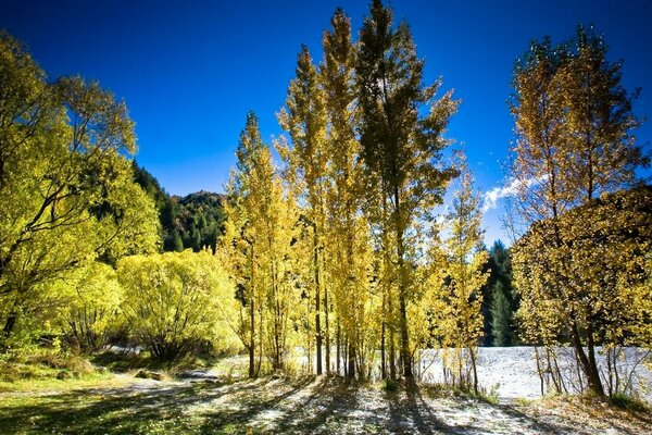 Naturaleza de otoño en Sunny Day