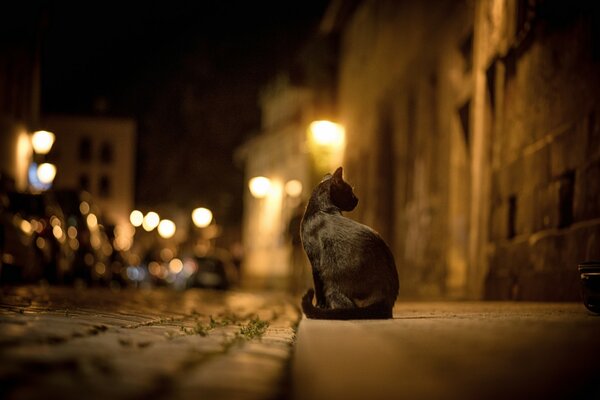 Gatto nero seduto sulla strada di notte