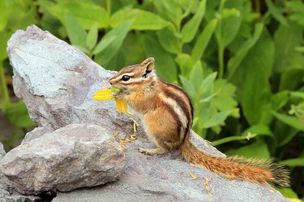 Chipmunk on a stone with a flower