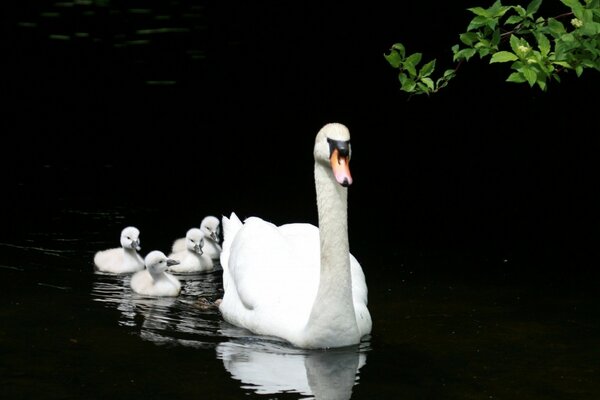 Black Lake white swans