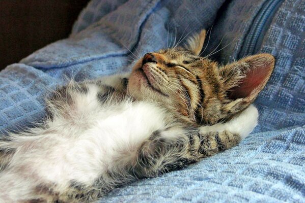 The kitten has sweet dreams