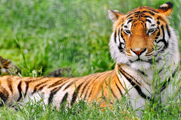 Le prédateur se repose. Tigre sur l herbe